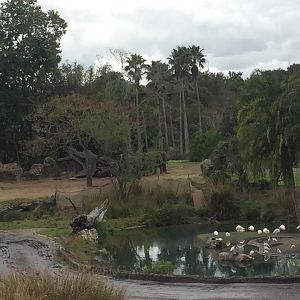 Wild Africa Trek- African Elephant/Greater Flamingo
