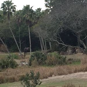 Wild Africa Trek- African Elephant