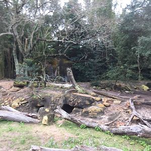 Wild Africa Trek- Warthog