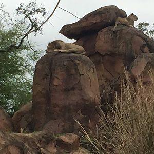 Wild Africa Trek- Lion