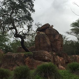 Wild Africa Trek- Lion