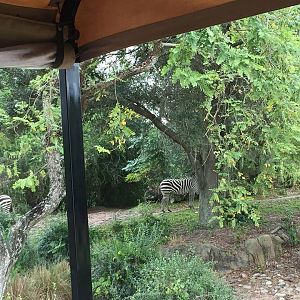 Wild Africa Trek- Savannah East