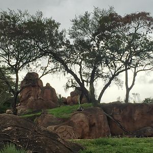 Wild Africa Trek- Lion