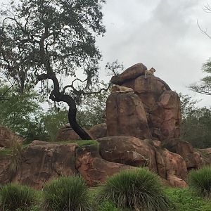 Wild Africa Trek- Lion