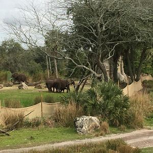 Wild Africa Trek- African Elephant