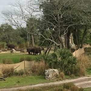 Wild Africa Trek- African Elephant