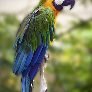 Jan. 2017 - Discovery Forest - Miligold Macaw
