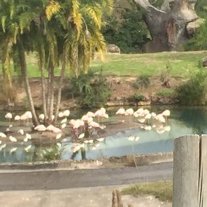 Wild Africa Trek- Greater Flamingo
