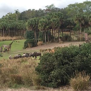 Wild Africa Trek- Savannah West