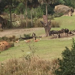 Wild Africa Trek- Savannah West