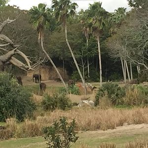 Wild Africa Trek- African Elephant