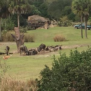 Wild Africa Trek- Savannah West