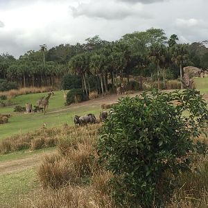 Wild Africa Trek- Savannah West
