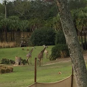 Wild Africa Trek- Savannah West