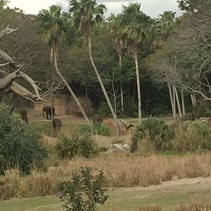 Wild Africa Trek- African Elephant