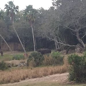 Wild Africa Trek- African Elephant