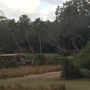 Wild Africa Trek- African Elephant