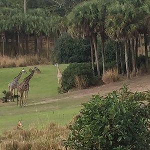 Wild Africa Trek- Savannah West
