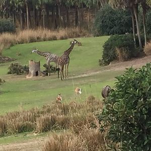 Wild Africa Trek- Savannah West