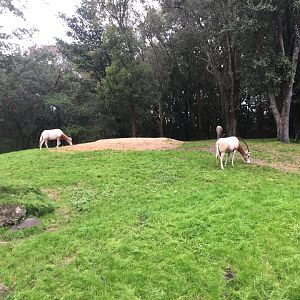 Wild Africa Trek- Scimitar-Horned Oryx
