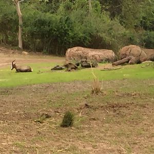 Wild Africa Trek- Savannah East
