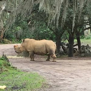 Wild Africa Trek- Savannah East