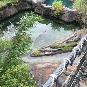 Wild Africa Trek- Nile Crocodile