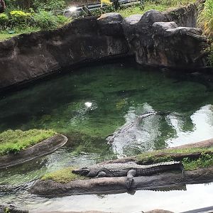 Wild Africa Trek- Nile Crocodile