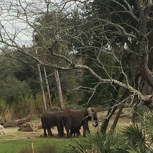 Wild Africa Trek- African Elephant