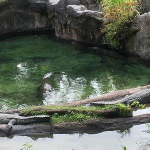 Wild Africa Trek- Nile Crocodile