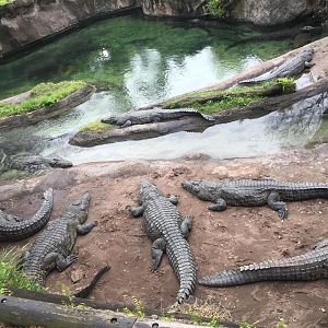 Wild Africa Trek- Nile Crocodile