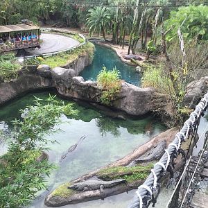 Wild Africa Trek- Nile Crocodile/Nile Hippopotamus