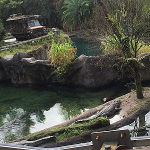 Wild Africa Trek- Nile Crocodile