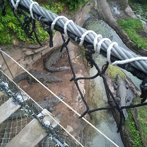 Wild Africa Trek- Nile Crocodile