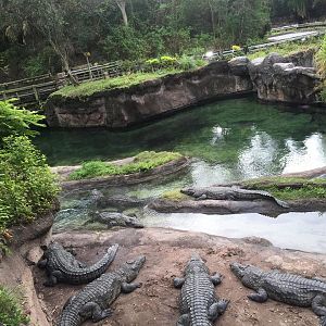 Wild Africa Trek- Nile Crocodile