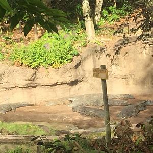 Wild Africa Trek- Nile Crocodile