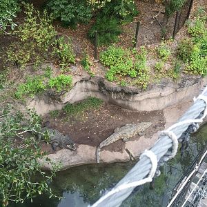 Wild Africa Trek- Nile Crocodile