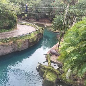 Wild Africa Trek- Nile Hippopotamus