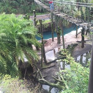 Wild Africa Trek- Nile Hippopotamus