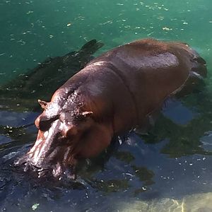 Wild Africa Trek- Nile Hippopotamus