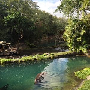 Wild Africa Trek- Nile Hippopotamus