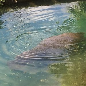 Wild Africa Trek- Nile Hippopotamus
