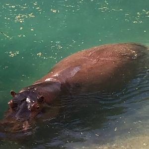 Wild Africa Trek- Nile Hippopotamus