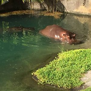 Wild Africa Trek- Nile Hippopotamus