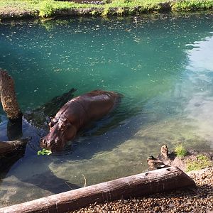 Wild Africa Trek- Nile Hippopotamus