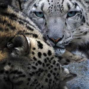 Jan. 2017 - Cat Canyon - Nubo and Renji