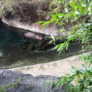 Wild Africa Trek- Nile Hippopotamus