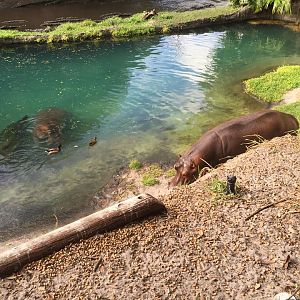 Wild Africa Trek- Nile Hippopotamus