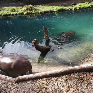 Wild Africa Trek- Nile Hippopotamus