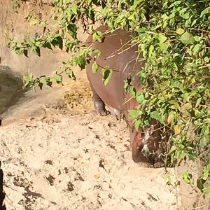 Wild Africa Trek- Nile Hippopotamus